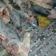The haul in the hold included scalloped hammerheads, a protected species.